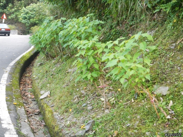 尋騎全台最高大橋「霧台谷川大橋」單車之旅