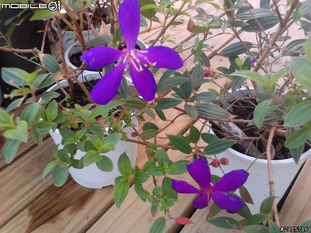 請問有網友知道這花的名字嗎？謝謝