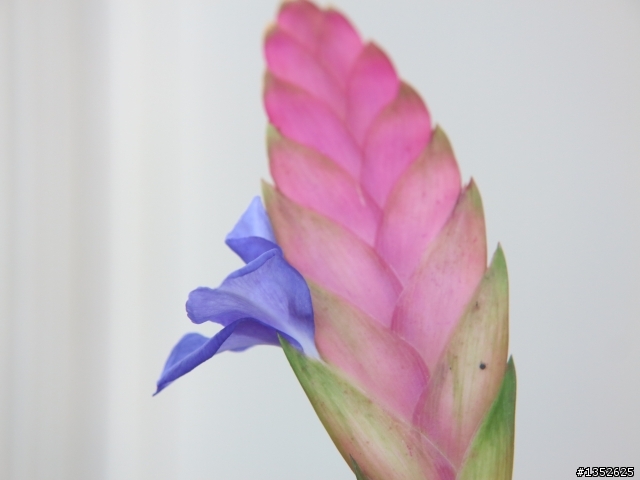 空氣鳳梨 T.lindenii 開花了