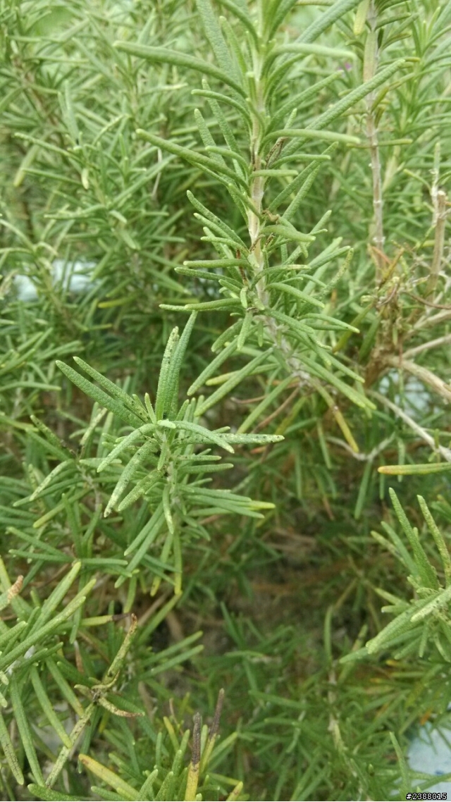 鐵樹，迷迭香，九層塔怎麼了？不明植物一顆