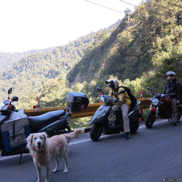 省道一姐小伙伴們，兩隻弱雞武領行、還有一隻大雞雞Ducati。