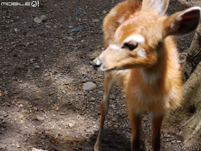 BALI 峇里島慢慢走~Kuta, Ubud Zoo