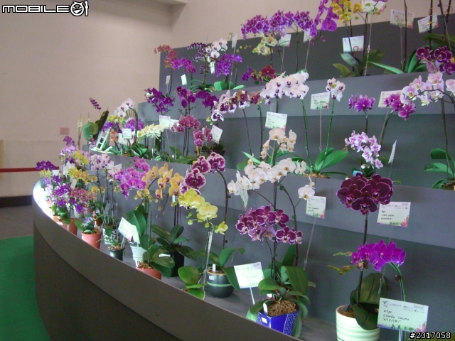 台北國際花卉展-花豔