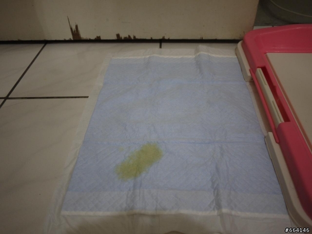 消臭大師超吸收狗尿墊試用心得