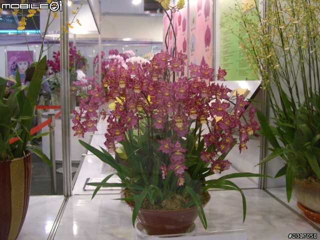 台北國際花卉展-花豔