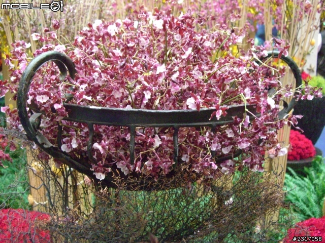 台北國際花卉展-花豔