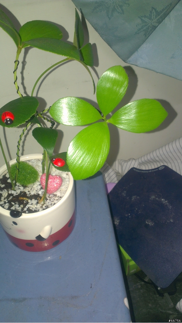 請問這是什麼植物