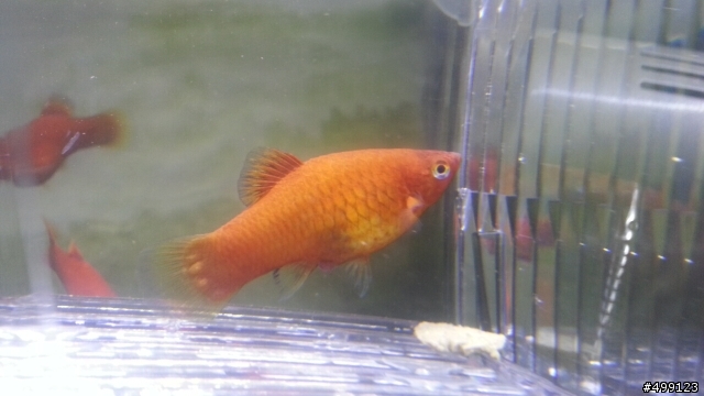 紅球魚身上的不明肉球