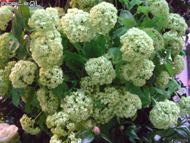 台北國際花卉展-花豔