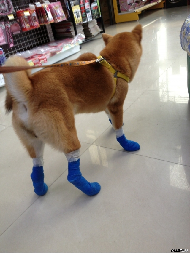 幫幫小柴犬找到回家的路(台南大灣)