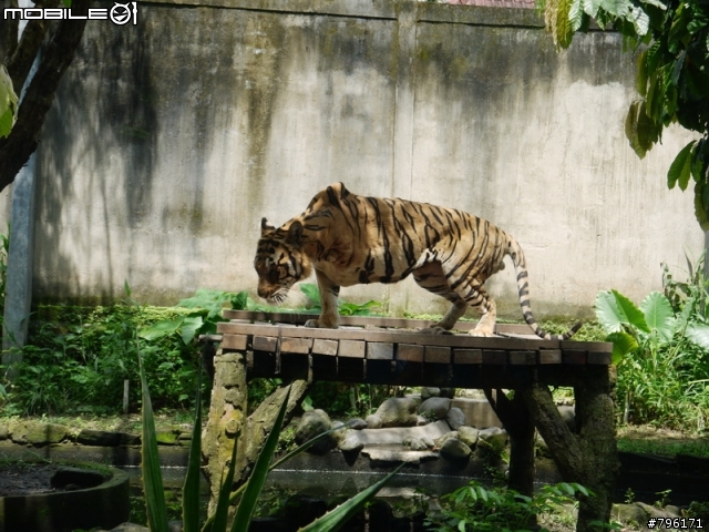 BALI 峇里島慢慢走~Kuta, Ubud Zoo