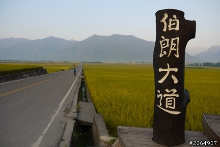 池上伯朗大道-2013-10-27-實況報導 -池上秋收