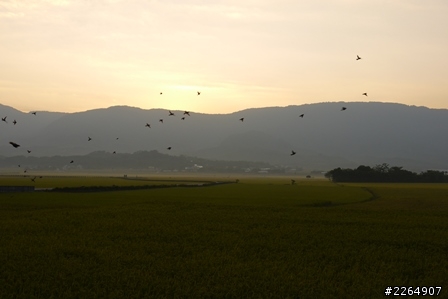 池上伯朗大道-2013-10-27-實況報導 -池上秋收