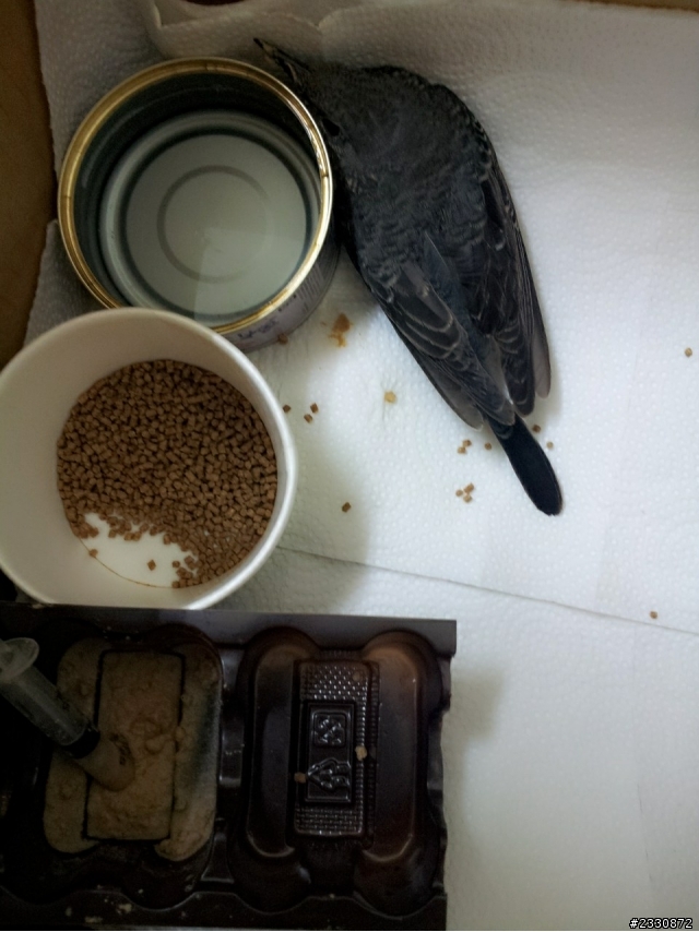 急問 求救 家貓抓了一隻鳥 這是什麽鳥 (附圖)