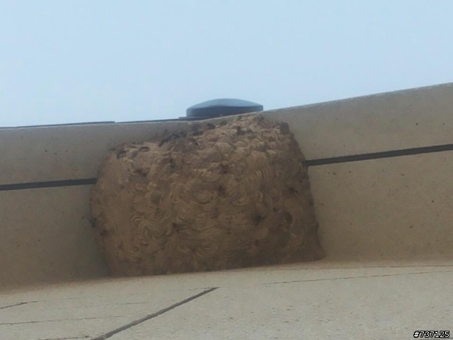 恐怖的虎頭蜂窩
