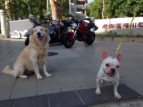 省道一姐小伙伴們，兩隻弱雞武領行、還有一隻大雞雞Ducati。