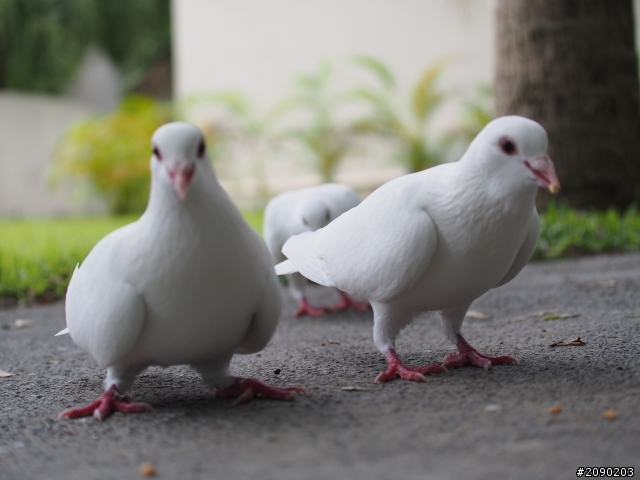 E-P5 + Vario X 35-100mm 實拍