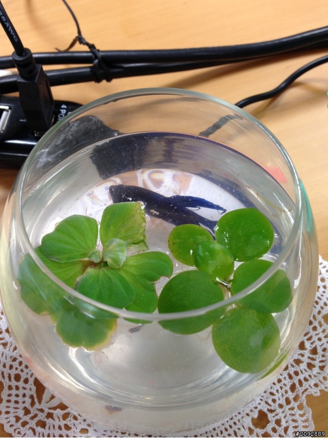 想請問鬥魚換水可以全換嗎?