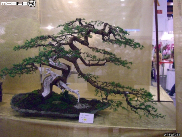 台北國際花卉展-花豔