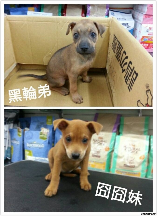 (認養)兩隻萌米克斯寶寶找家 , 狗狗在台中喔!!