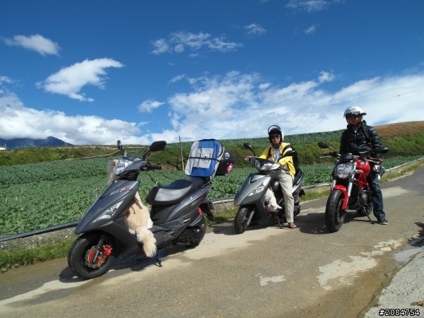 省道一姐小伙伴們，兩隻弱雞武領行、還有一隻大雞雞Ducati。