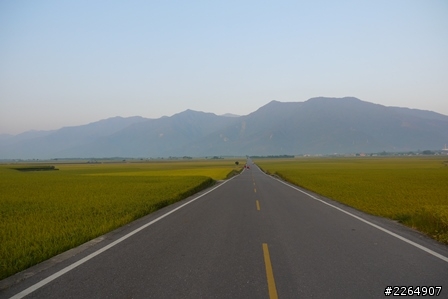 池上伯朗大道-2013-10-27-實況報導 -池上秋收