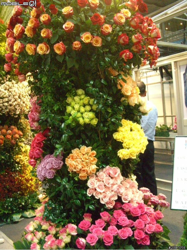 台北國際花卉展-花豔