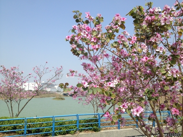 1020311 漫遊學甲蜀葵花海 騎乘里數:70公里