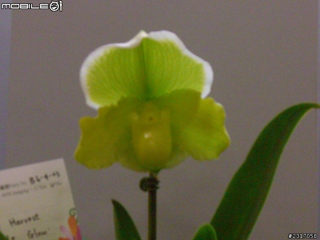 台北國際花卉展-花豔