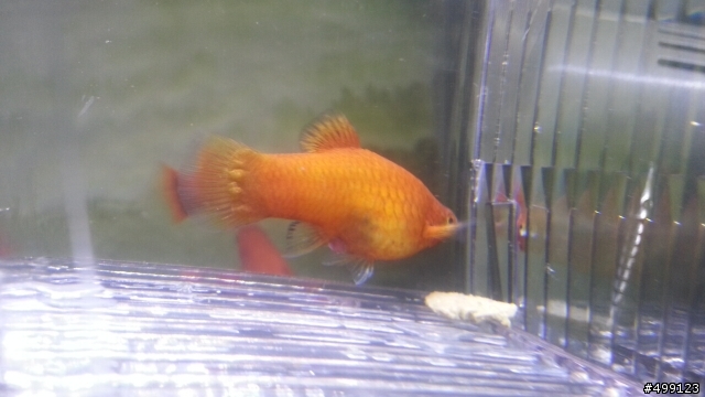 紅球魚身上的不明肉球