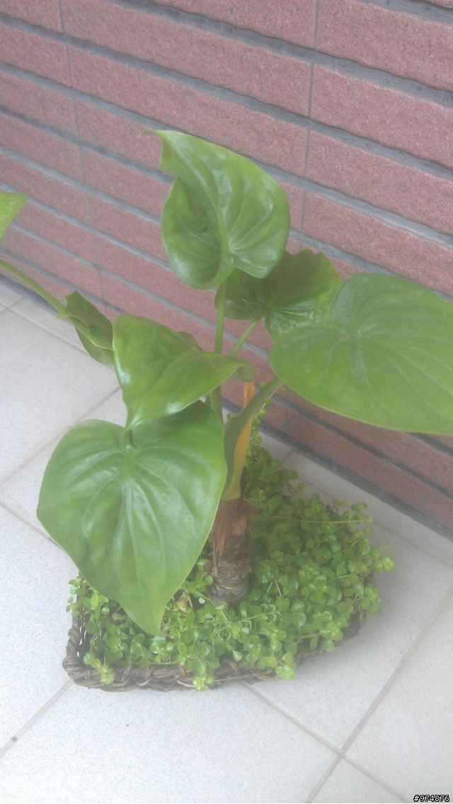 請問佛手芋問題