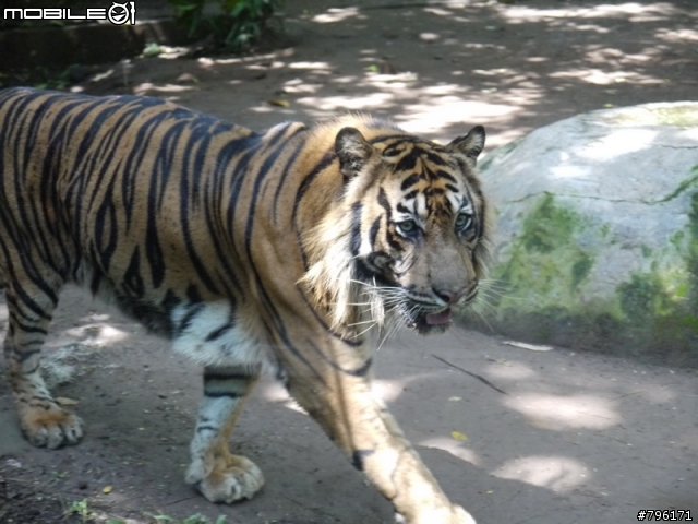 BALI 峇里島慢慢走~Kuta, Ubud Zoo