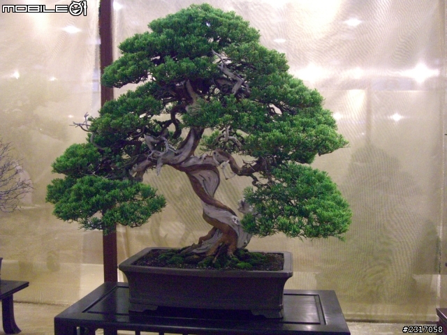 台北國際花卉展-花豔