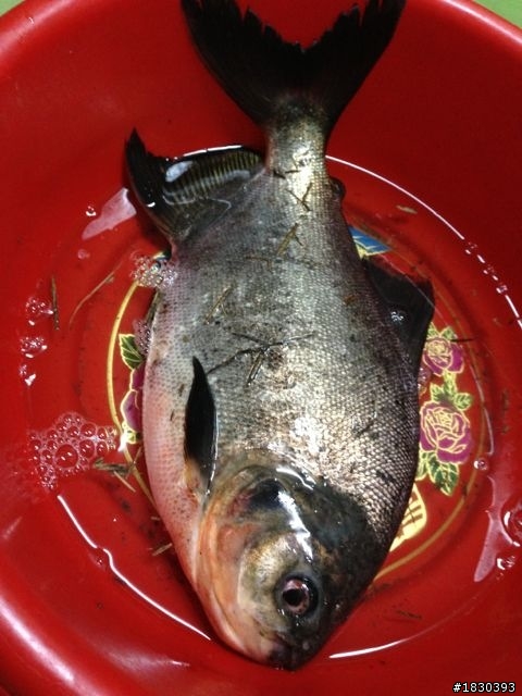 請問這是什麼魚?