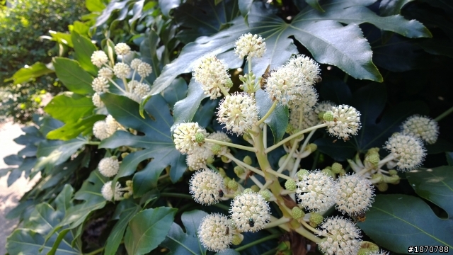 帶著Lumia1020去工作