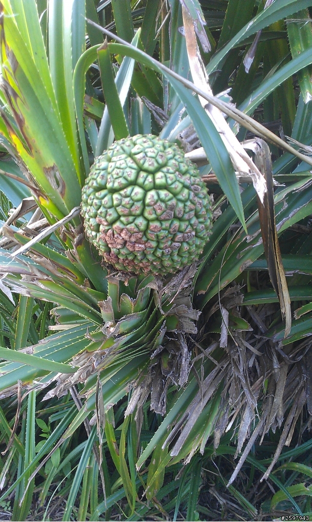 宜蘭壯圍休閒騎~