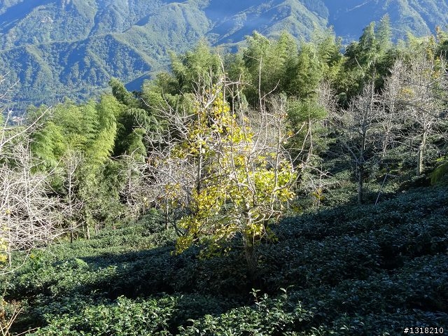 親子旅遊-竹山瞎晃