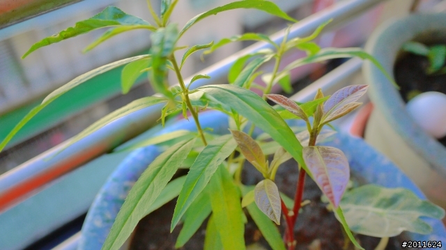 請問各位大大,有沒有人知道這是什麼植物的幼苗?