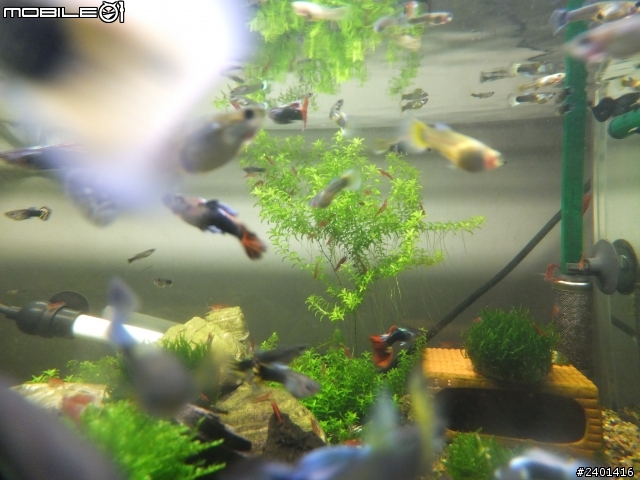 魚蝦共和國