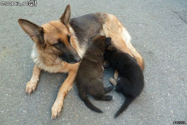 [台中霧峰]優質幼犬免費認養(父:黑台灣土狗；母:德國狼犬)