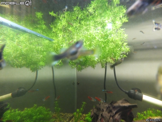 魚蝦共和國