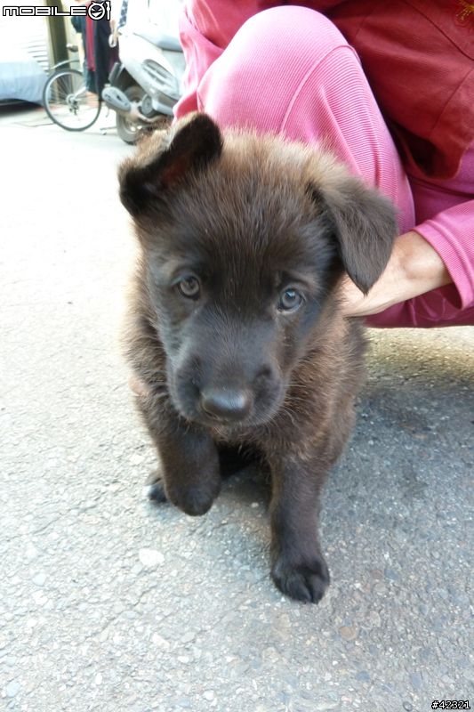 [台中霧峰]優質幼犬免費認養(父:黑台灣土狗；母:德國狼犬)