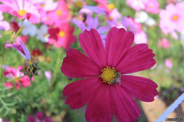 請問60D拍花總是對不到焦會糊是為什麼