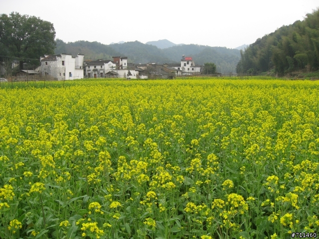 年行萬里 ~ D13 貼著碎鑽的小黃花 婺源-思溪延村-理村-彩虹橋-李村