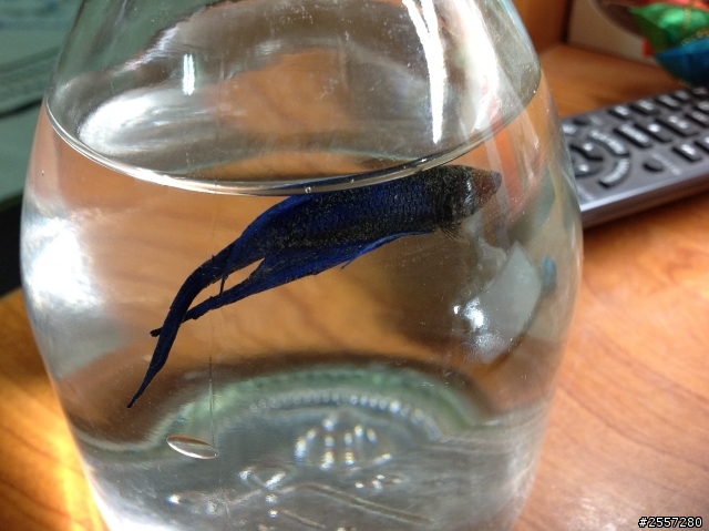 請問我的鬥魚目前的狀況如何
