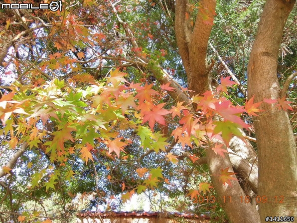 分享福壽山~楓紅+蘋果+奇異果
