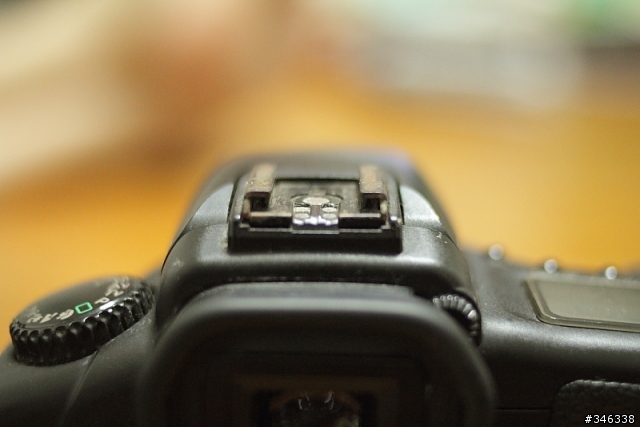 這隻豬~~它九歲了