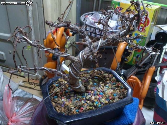 小品盆栽名稱請問