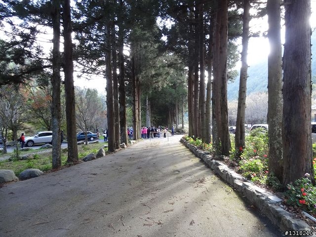 親子旅遊-武陵農場and 桃山瀑布步道