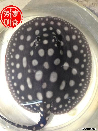小小皇冠黑白---懷胎生產知母恩
